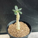 コーデックス:ドルステニア ギガス *葉幅3cm