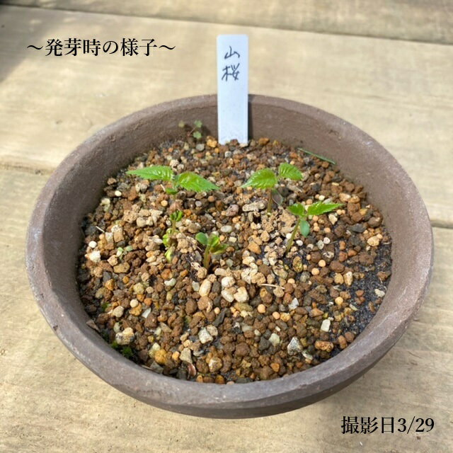 ͷ���ߺϡ���ҡ�����*�ʤ�ޤ�����/��ޥ������