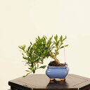 盆栽:梔子(喜代誉)*現品 一点物 くちなし クチナシ kuchinashi bonsai ミニ盆栽