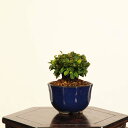 盆栽:目木(めぎ・メギ)*現品 一点物 Berberis thunbergii Megi bonsai ミニ盆栽