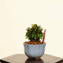 盆栽:目木(めぎ・メギ)*現品 一点物 Berberis thunbergii Megi bonsai ミニ盆栽