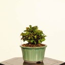 盆栽:目木(めぎ・メギ)*現品 一点物 Berberis thunbergii Megi bonsai ミニ盆栽