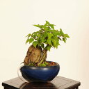 盆栽:楓石付*一点物 現品 かえで カエデ Kaede bonsai Acer ミニ盆栽