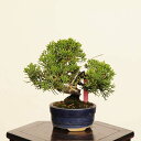 盆栽:真柏 *現品 一点物 しんぱく シンパク Sabina chinesis Shinpaku bonsai ミニ盆栽