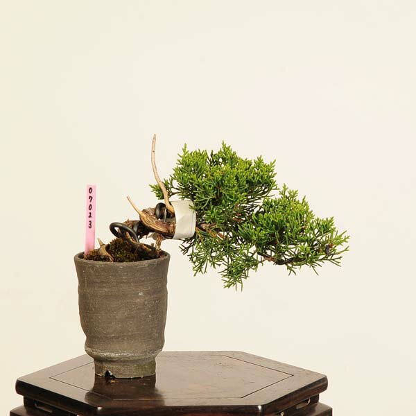 盆栽：真柏 *現品 一点物 しんぱく　シンパク Sabina chinesis　Shinpaku bonsai ミニ盆栽