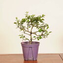 盆栽素材苗:白花長寿梅 *現品 一点物 チョウジュバイ chojyubai bonsai 中品盆栽