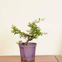 盆栽素材苗:白花長寿梅 *現品 一点物 チョウジュバイ chojyubai bonsai 中品盆栽