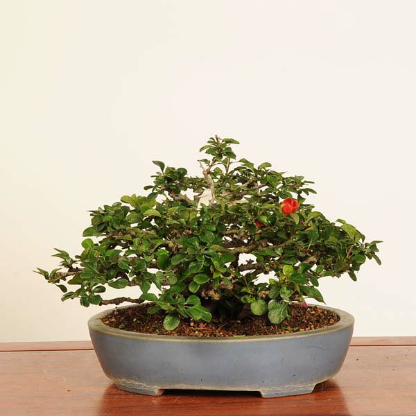 盆栽 特選：長寿梅(チョウジュバイ)*現品 一点物 ちょうじゅばい　Cyoujyubai　 中品盆栽