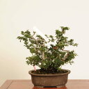 盆栽:長寿梅(チョウジュバイ)(鉢カケ有)*現品 一点物 ちょうじゅばい Cyoujyubai 中品盆栽