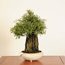 盆栽:磯山椒石付(いそざんしょう)現品*サンショウ Isozansyo Osreomeles anthyllidifolia var. subrotunda中品...