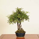 盆栽:磯山椒(いそざんしょう)現品*サンショウ Isozansyo Osreomeles anthyllidifolia var. subrotunda中品盆栽