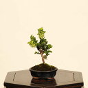 盆栽:初雪石化桧(ひのき)*現品 一点物 ヒノキ Hinoki bonsai ミニ盆栽