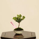 盆栽:初雪石化桧(ひのき)*現品 一点物 ヒノキ Hinoki bonsai ミニ盆栽