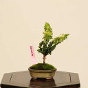 盆栽:初雪石化桧(ひのき)*現品 一点物 ヒノキ Hinoki bonsai ミニ盆栽