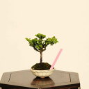 盆栽:初雪石化桧(ひのき)*現品 一点物 ヒノキ Hinoki bonsai ミニ盆栽