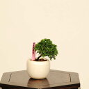 盆栽:津山桧(ひのき)*現品 一点物 ヒノキ hinoki bonsai ミニ品盆栽