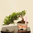 盆栽:実成梔子(くちなし)*現品 一点物 クチナシ Minarikuchinashi bonsai ミニ盆栽