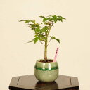盆栽:山紅葉*現品 一点物 山もみじ モミジ Momiji bonsai ミニ盆栽