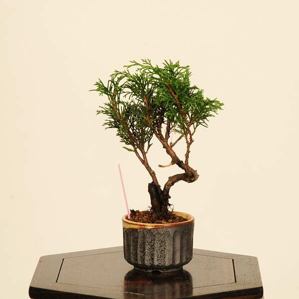 盆栽：糸魚川真柏 *現品 一点物 しんぱく　シンパク Sabina chinesis　Shinpaku bonsai ミニ盆栽