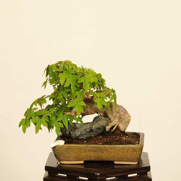 盆栽：楓石付*　現品 一点物 かえで　カエデ　Kaede bonsai Acer 小品盆栽
