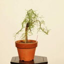 盆栽:御柳(ギョリュウ)*現品 一点物 ぎょりゅう Gyoryuu 小品盆栽