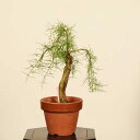盆栽:御柳(ギョリュウ)*現品 一点物 ぎょりゅう Gyoryuu 小品盆栽