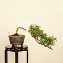 盆栽:桧*現品 ひのき ヒノキ Chamaecyparis obtusa Hinoki bonsai 小品盆栽