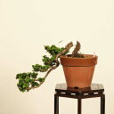 盆栽:石化桧(ひのき) 現品*一点物 ヒノキ Chamaecyparis Hinoki bonsai 小品盆栽