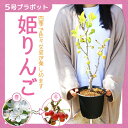 【元気な訳あり苗】:姫りんご(プラ鉢)*【送料無料】(姫リンゴ)りんごの木