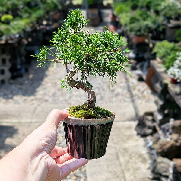 盆栽：糸魚川真柏（曲・7年生）*（瀬戸焼藍色丸深鉢）苔付き 鉢植え盆栽 いといがわしんぱくシンパク 小品盆栽 bonsai