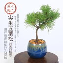 ミニ盆栽:実生五葉松*四国石鎚産(瀬戸焼青釉掛け丸深鉢)お試し育てる鉢植え盆栽 ごようまつゴヨウマツ 小品盆栽 bonsai