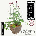 和モダン:山野草 姫吾亦紅*(国産岩肌足付丸小鉢) ヒメワレモコウひめわれもこうbonsai