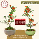 敬老の日 ギフト【即日出荷可!】小品盆栽:長寿梅(鉢 現代小鉢作家 祥石(二代目)ゆうき)* 鉢が選べる bonsai