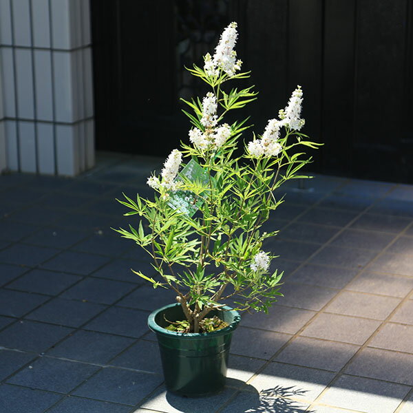 庭木・植木　苗：西洋ニンジンボク　白花*　6号大株　せいようにんじんぼく