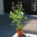 庭木・植木 苗:西洋ニンジンボク* 桃花 ピンク花 6号大株 せいようにんじんぼく