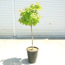 庭木・植木:イタヤもみじ(青板屋モミジ)*イタヤカエデ 紅葉 硬質プラスチック鉢植え 現品限り!ヤマト便発送