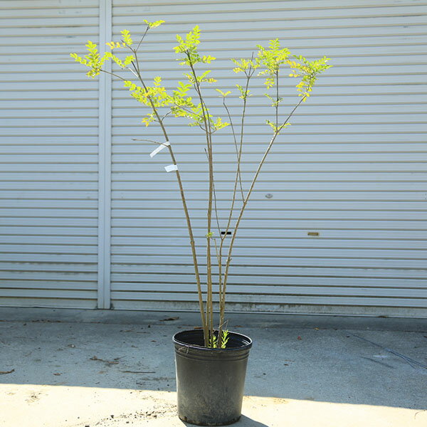 商品説明 常緑高木 樹種：シマトネリコ　 撮影日：7月　 常緑高木樹 葉に艶があり、樹形とのバランスもよいです。樹勢強健で、虫もつきにくいです。当店の近くで育っているものですので、耐寒性はあります。 【下記のような方にオススメ】 ・病害虫が...