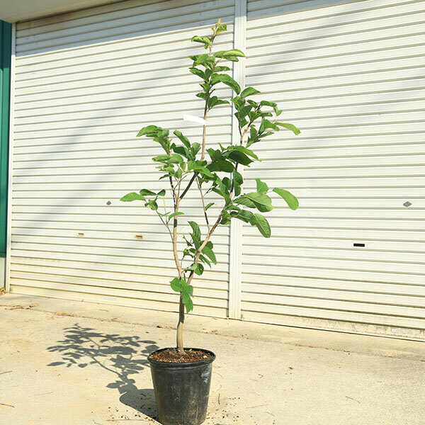 庭木　植木：シラキ　単木　現品限り　樹高：130cm　*白木　しらき　佐川急便