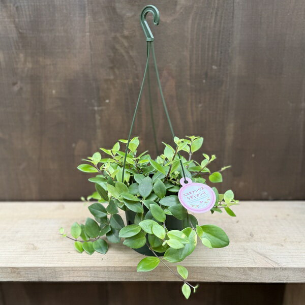 Rakuten - おしゃれ　観葉植物：エスキナンサス　ラディカンス*5号　吊り鉢