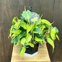 おしゃれ 観葉植物 :オキシカルジウム ブラジル*フィロデンドロン 5号 黒角吊り鉢 Philodendron