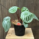 おしゃれ 観葉植物:ペペロミア サンデルシー*4号プラポット スイカペペロミア