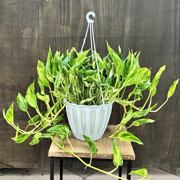 商品説明 テルノシャングリラの枝変わり品種です。トラ斑のサンシャインなのでトラサン♪羅紗葉の巻葉が美しい非常に流通量の少ない希少品種です。 科目：サトイモ科／属名：エピプレナム属／非耐寒性つる性多年草／草丈10〜150cm／耐寒温度約8℃（...