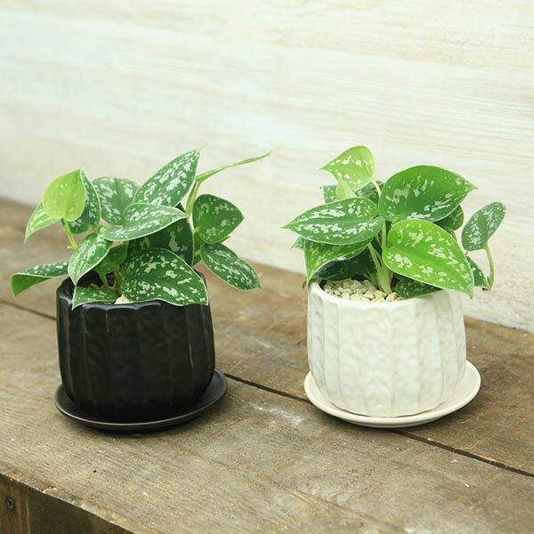 楽天市場】スキンダプサス（カラーグリーン）（観葉植物｜花・観葉植物