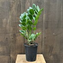 観葉植物:金銭樹 ザミオクルカス ザミフォーリア*4号 プラポット