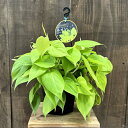 おしゃれ 観葉植物 :オキシカルジウム ネオン*フィロデンドロン5号 吊り鉢 Philodendron