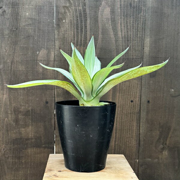 楽天市場】クイックシルバー（観葉植物｜花・観葉植物）：花・ガーデン