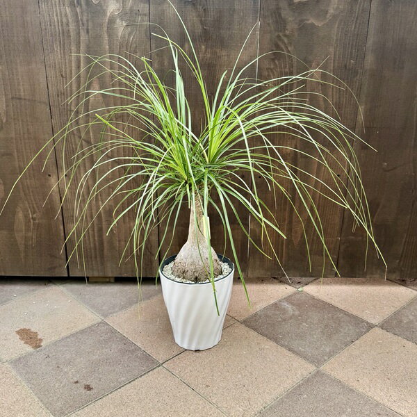 観葉植物ノリナ：ポニーテールトック...
