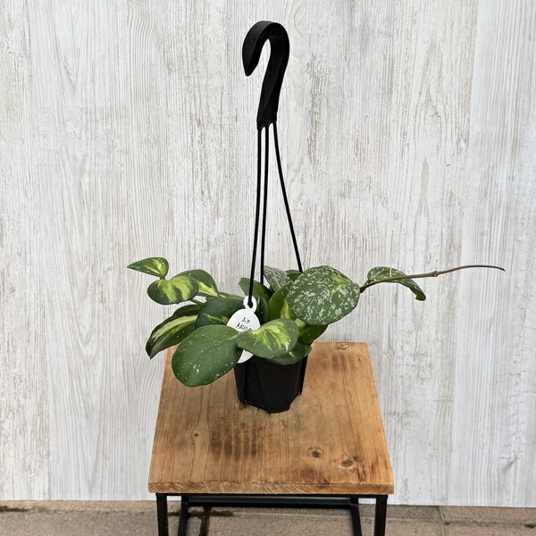 観葉植物 品種選べる：ホヤ 各種*3.5号 吊り鉢