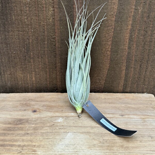 観葉植物エアープランツ：チランジア...