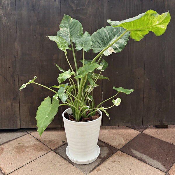 観葉植物：斑入りクワズイモ*鉢植え...